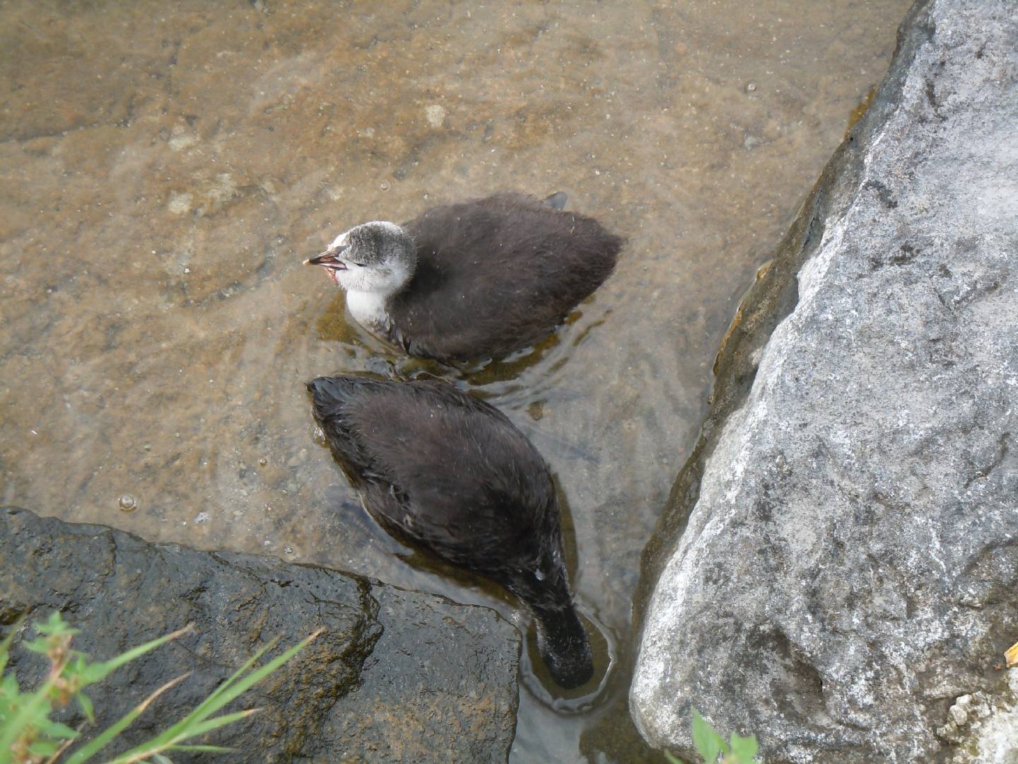 Pulli di folaga dal lago D''Averno